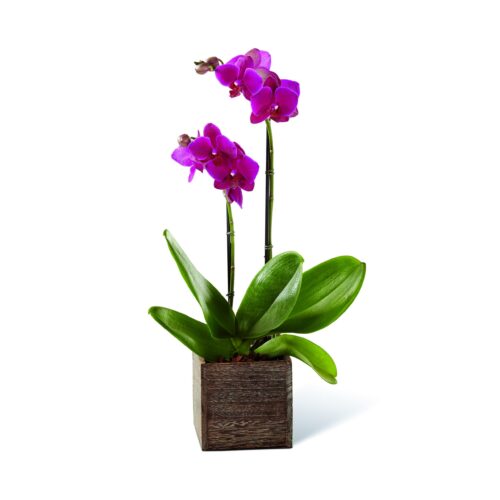 Orquidea Arreglada- Mata de Orquidea Arreglada