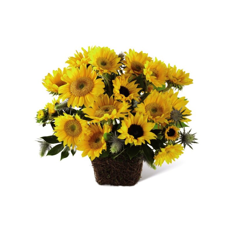 Sol Perfecto - Arreglo de Girasoles en Base