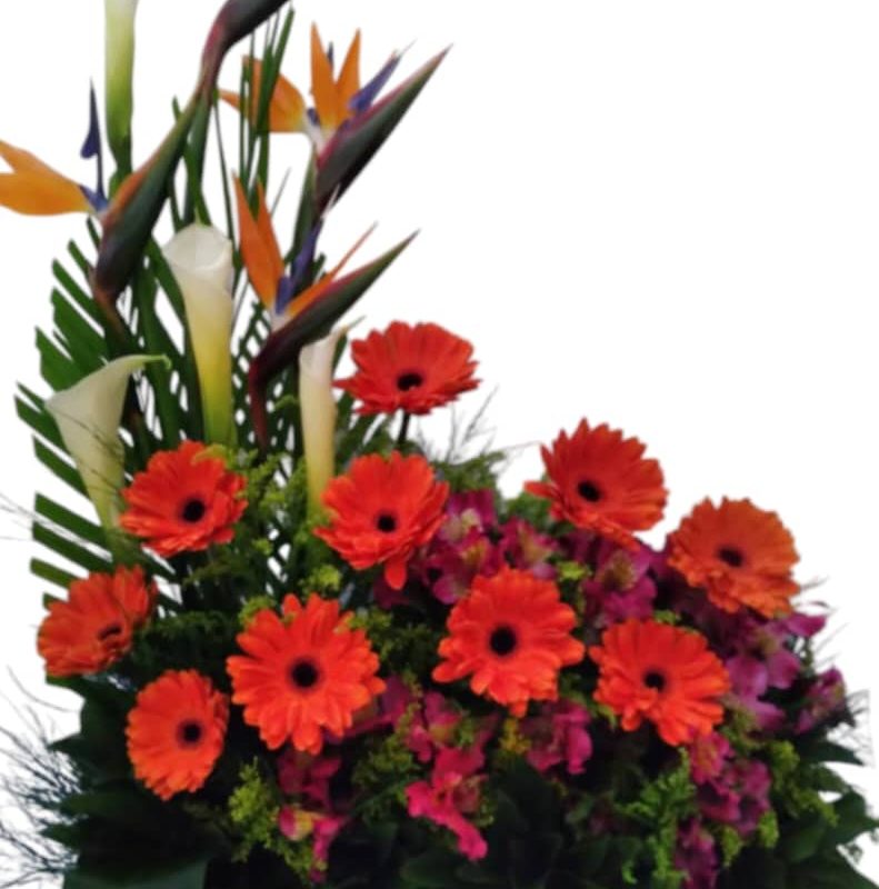 Jardinera Primaveral - Arreglo de Gerberas